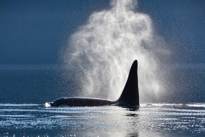 Alaska Whale Watching Cruise: 3 Hours on the Water