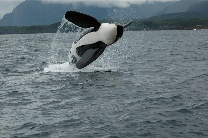 Alaska Whale Watching Cruise: 3 Hours on the Water