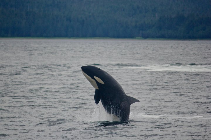 Alaska Whale Watching Cruise: 3 Hours on the Water