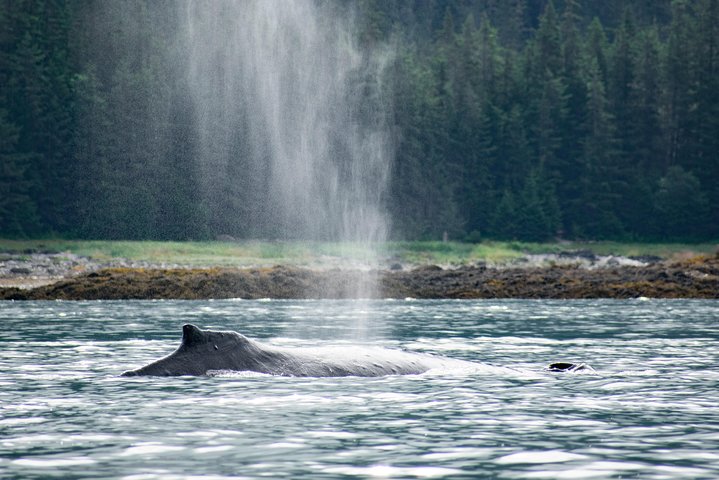 Alaska Whale Watching Cruise: 3 Hours on the Water