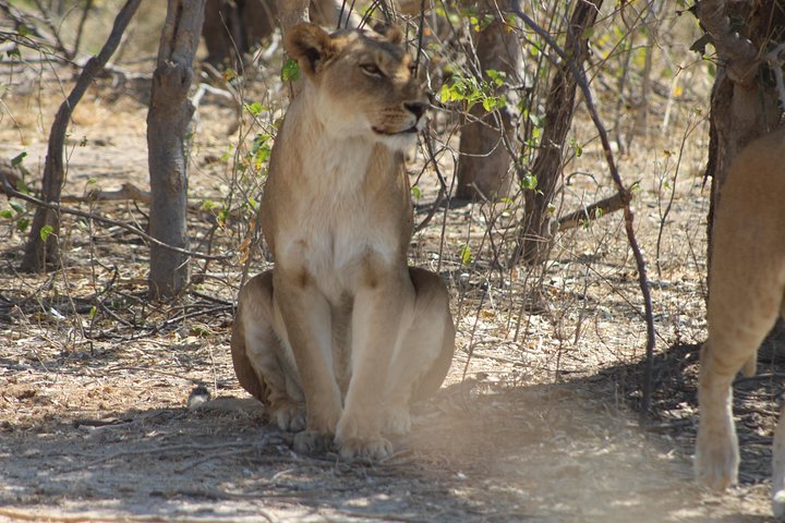 Moremi One Day Game Drive Safari