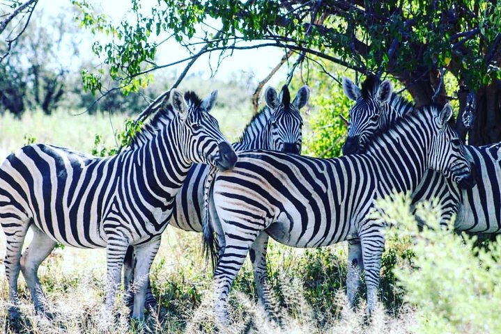 Moremi One Day Game Drive Safari