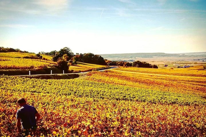 Champagne Day Trip from Reims including 9 Champagne Tastings