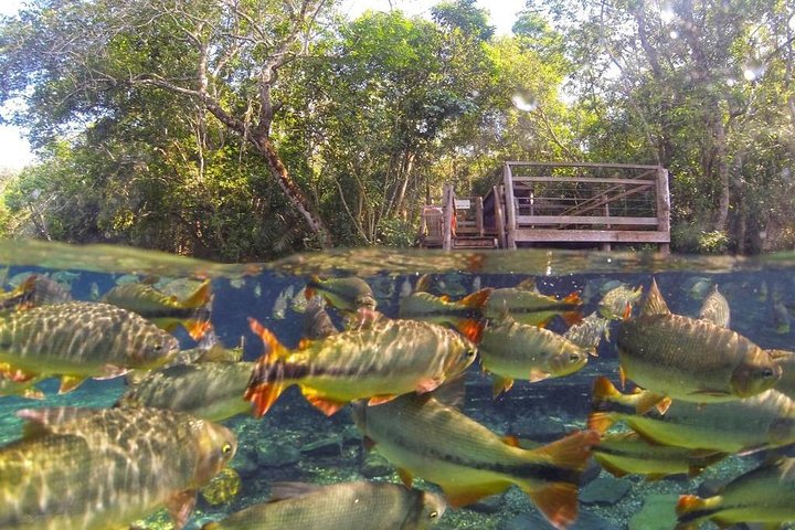 Skip the Line:Recanto Ecologico Rio da Prata Ticket including Trail & Snorkeling
