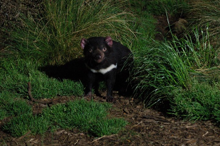 After Dark Tasmanian Devil Feeding Tour at Cradle Mountain
