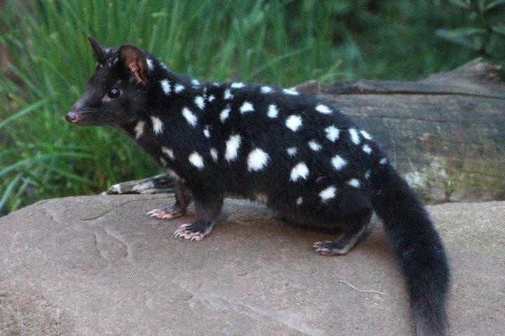 After Dark Tasmanian Devil Feeding Tour at Cradle Mountain