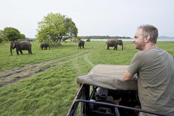 Half Day Minneriya National Park Safari from Dambulla