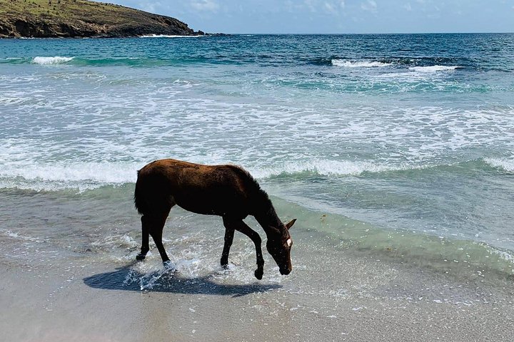 Private Beach Horseback Ride with Sandy Hoofs St. Lucia