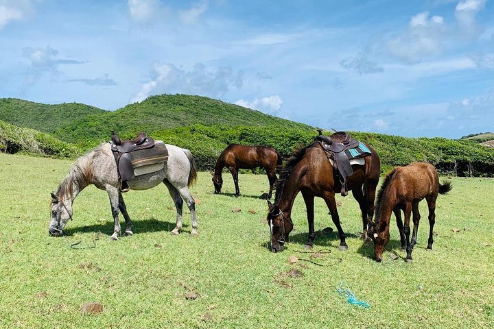 Private Beach Horseback Ride with Sandy Hoofs St. Lucia