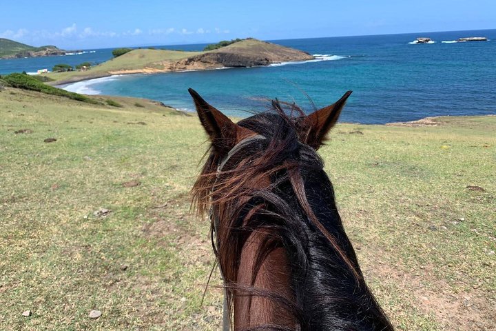 Private Beach Horseback Ride with Sandy Hoofs St. Lucia