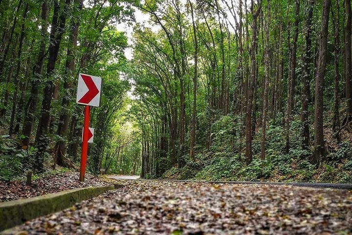 BOHOL Tour 2026 - Chocolate Hills, Tarsier and River Cruise Lunch