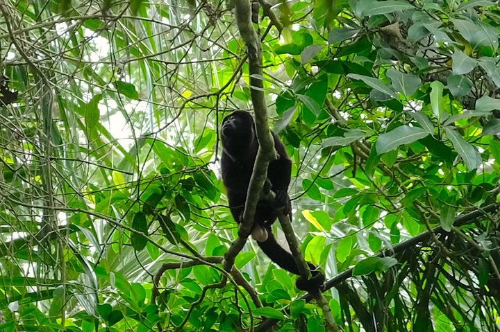 The rain forest, surroundings & lunch.