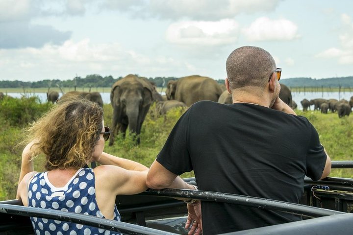 Half Day Minneriya National Park Safari from Dambulla