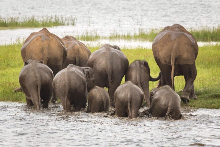 Half Day Minneriya National Park Safari from Dambulla