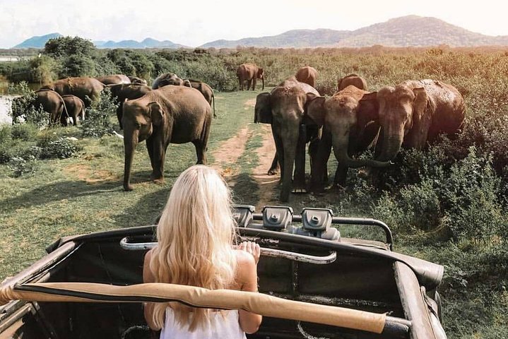 Half Day Minneriya National Park Safari from Dambulla