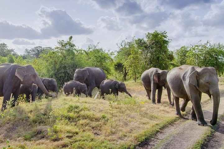 Half Day Minneriya National Park Safari from Dambulla