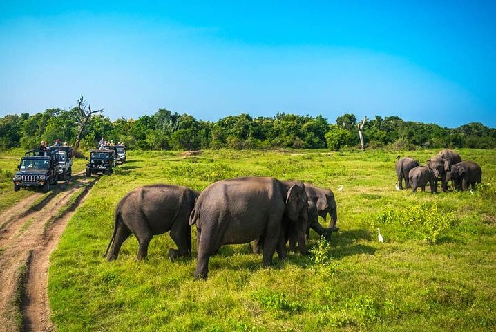 Half Day Minneriya National Park Safari from Dambulla