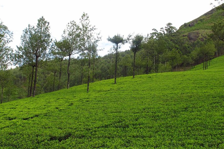 Munnar Site-seeing Tour