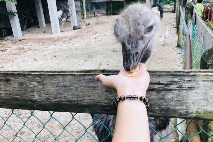 Johor Day Tour - Ostrich Farm, Beach, Waterfall, Fireflies [Car]