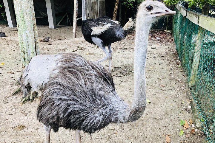 Johor Day Tour - Ostrich Farm, Beach, Waterfall, Fireflies [Car]