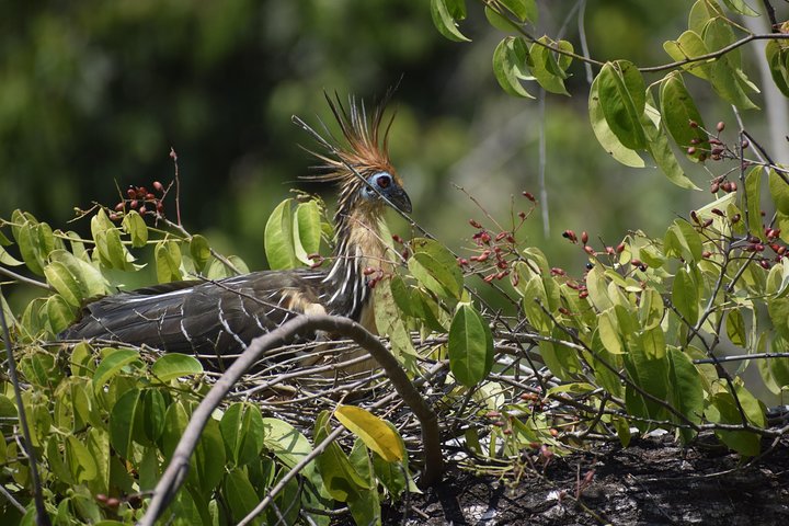 Lake Sandoval National reserve ,hiking and wildlife search