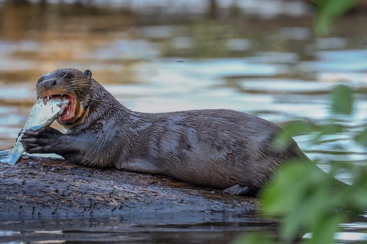 Lake Sandoval National reserve ,hiking and wildlife search