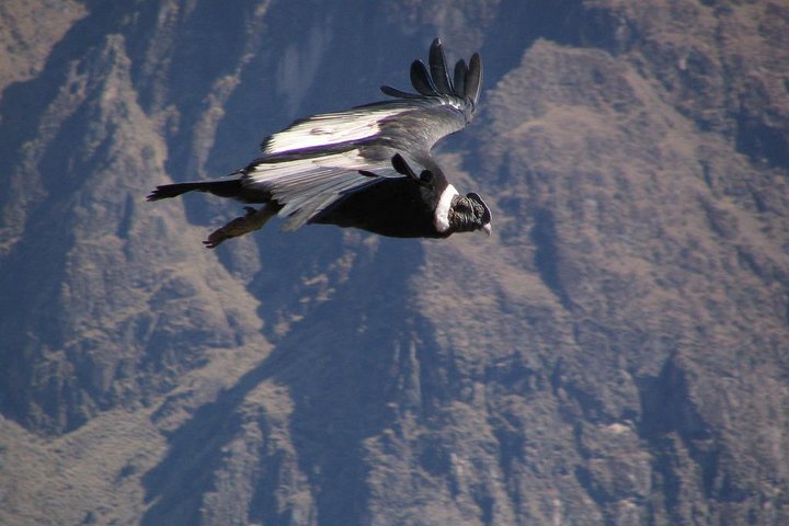 Colca Full Day Group Tour