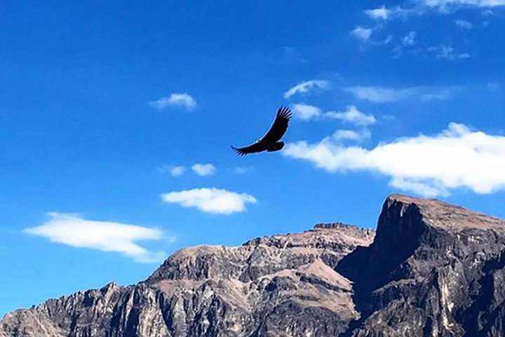 Colca Full Day Group Tour