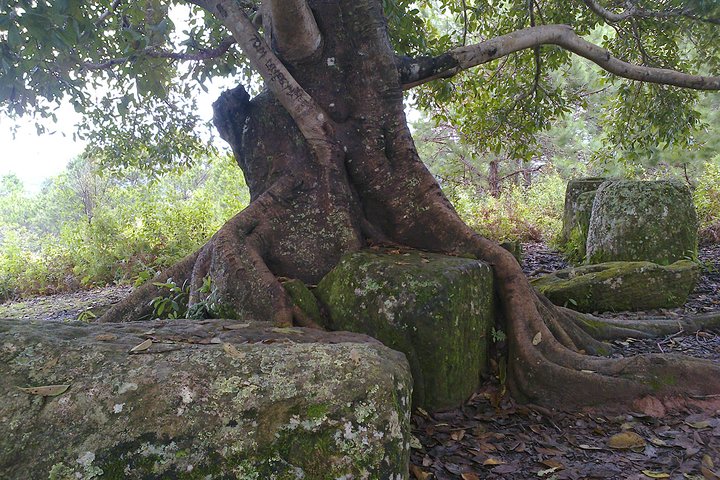 Plain of jars tour with local guide