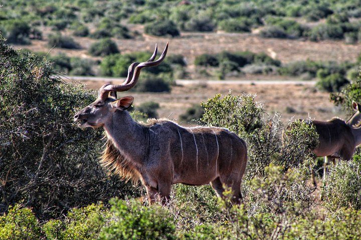 Addo Elephant National Park All Inclusive Full-Day Safari