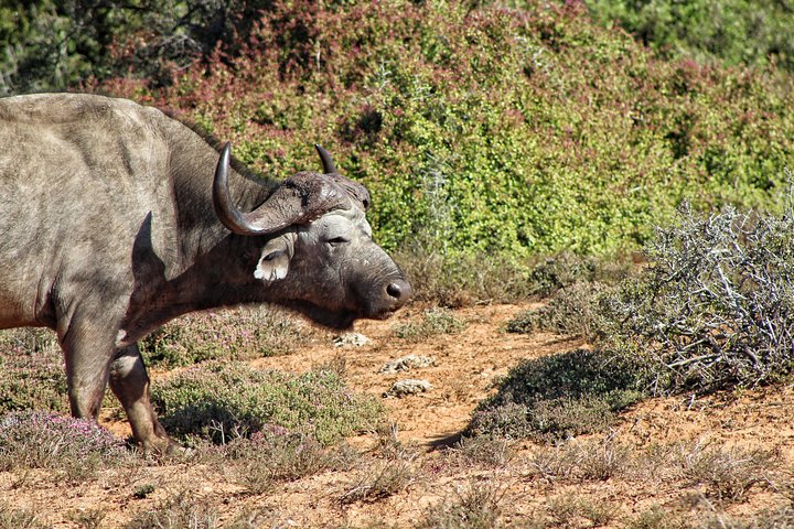 Addo Elephant National Park All Inclusive Full-Day Safari