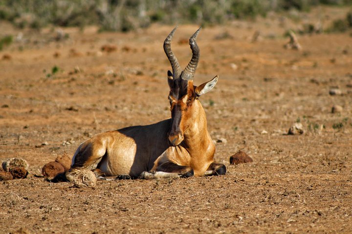 Addo Elephant National Park All Inclusive Full-Day Safari