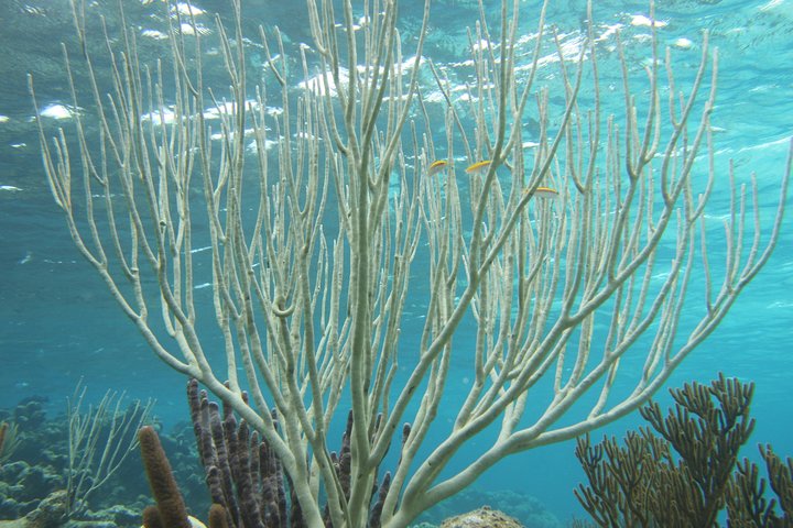 Starfish Point, Stingray City-Sandbar & Coral Gardens