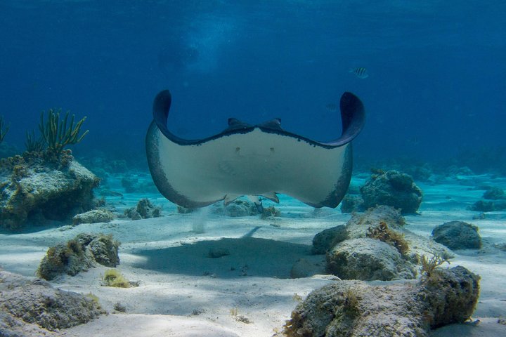 Starfish Point, Stingray City-Sandbar & Coral Gardens