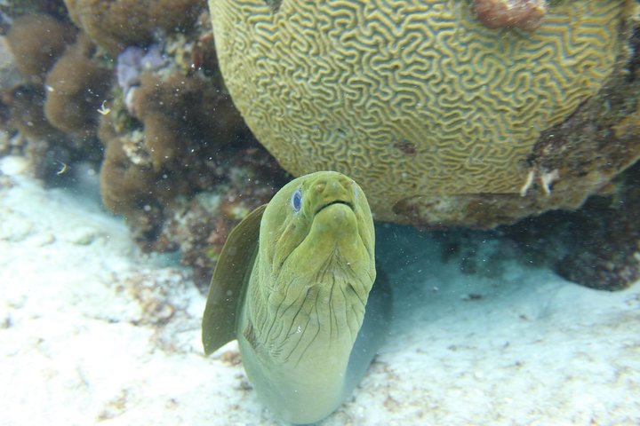 Starfish Point, Stingray City-Sandbar & Coral Gardens
