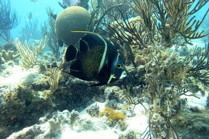 Starfish Point, Stingray City-Sandbar & Coral Gardens