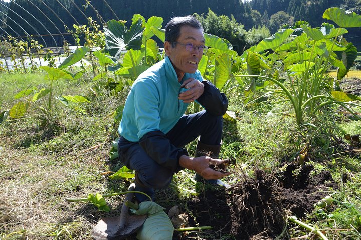 Aso Caldera and Farm Experience Tour