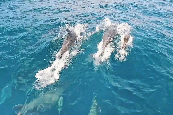 Portimão: Benagil Caves Speedboat Tour