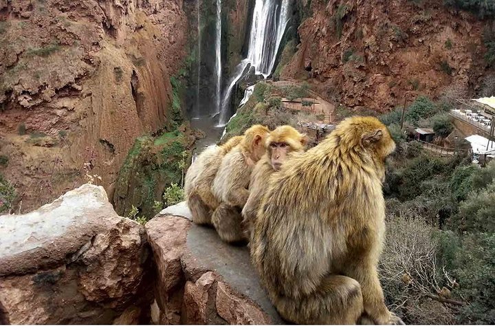Ouzoud Waterfall Day Trip From Marrakech