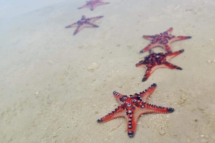 Hideaway Island Escape, Blue Lagoon and Turtle Experience