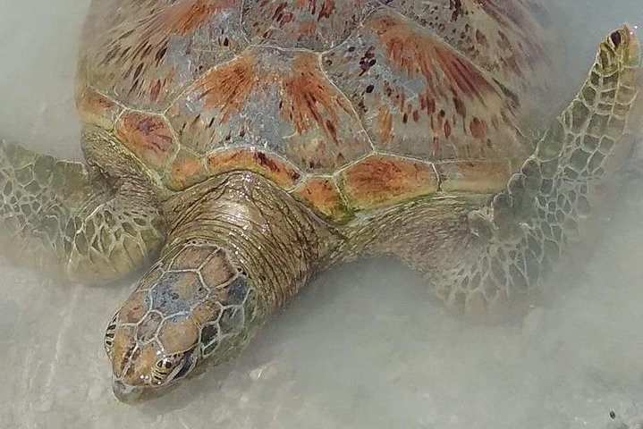 Hideaway Island Escape, Blue Lagoon and Turtle Experience
