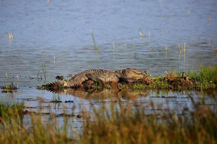 Full Day Wilpaththu National Park Safari (All Inclusive)
