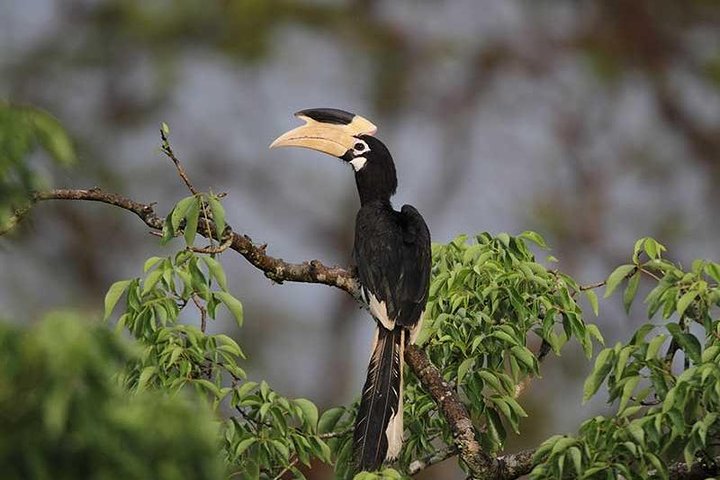Full Day Wilpaththu National Park Safari (All Inclusive)