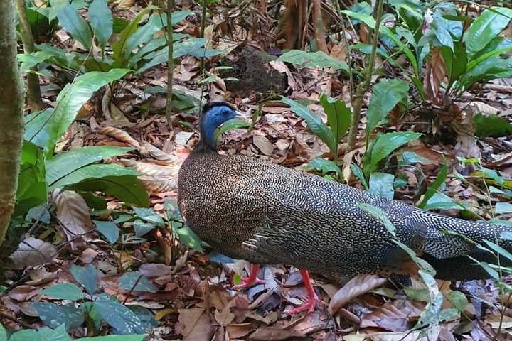 TOUR PACKAGE (jungle trekking, taxi, Room) 4 DAYS 3 NIGHTS in BUKIT LAWANG