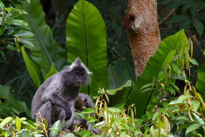 TOUR PACKAGE (jungle trekking, taxi, Room) 4 DAYS 3 NIGHTS in BUKIT LAWANG