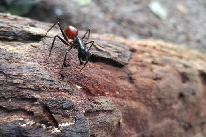 TOUR PACKAGE (jungle trekking, taxi, Room) 4 DAYS 3 NIGHTS in BUKIT LAWANG