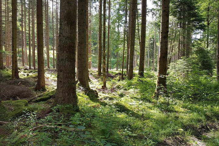 Black Forest Tour by car: start/end Offenburg or Gengenbach