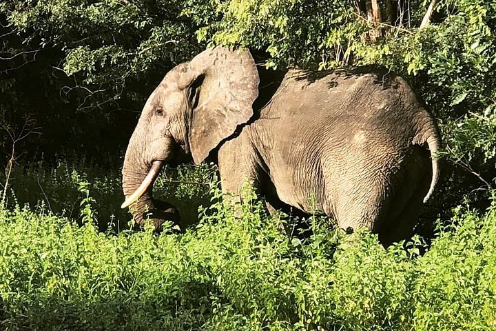 Mole National Park Elephant Safari with Round - Trip Flights