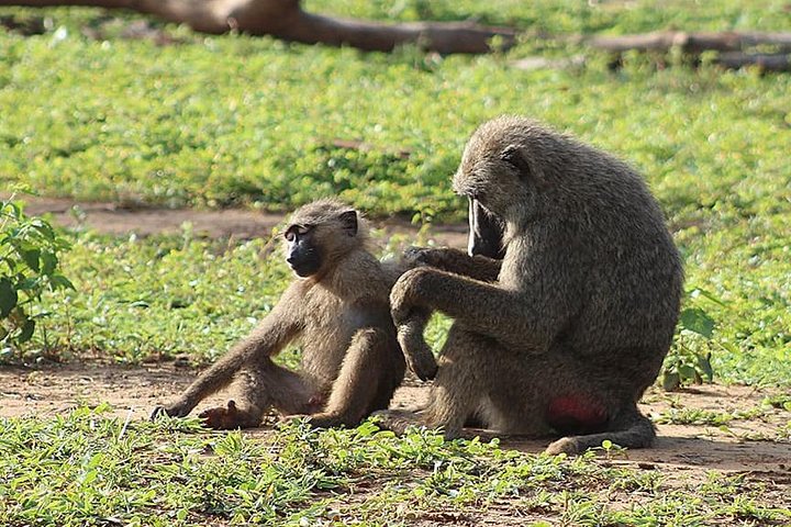 Mole National Park Elephant Safari with Round - Trip Flights