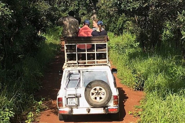 Mole National Park Elephant Safari with Round - Trip Flights